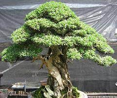 Philippine Native Forest Trees Bantigue And Other Native Trees As Bonsai