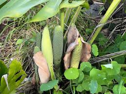 Image result for Monstera