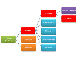Classification Crocodylus Acutus