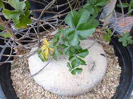 Image result for Kedrostis nana