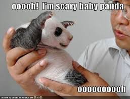 Ooooh I M A Scary Baby Panda Panda Funny Funny Animal Pictures Panda