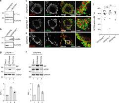 Les meilleurs codes promo et offres bip and go. Escrt Iii Driven Piecemeal Micro Er Phagy Remodels The Er During Recovery From Er Stress Nature Communications