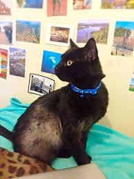 How to pick a right puppy are you planning to bring home a cute, innocent creature to play with your kids and to. Update Jacob Now Merlin He S Doing Fab We Call Him Merlin Now And He S The Sweetest Cat In The World My Roommates Cat Adoption Humane Society Dog Adoption