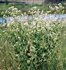 Image result for Rhipidoglossum delepierreanum