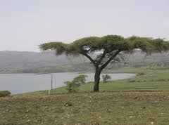 Image result for Acacia abyssinica