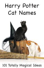 A famous musician, a literary character or a historical figure; Harry Potter Cat Names 200 Magical Names From The Potterverse