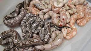 Baby Boa Constrictors Litter 2 Youtube