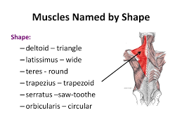 Remember that muscles are usually named after their characteristics, whether it be location, shape, muscle fibre direction, number of origins or number/locations of insertions. Characteristics Used To Name Skeletal Muscles Ppt Download