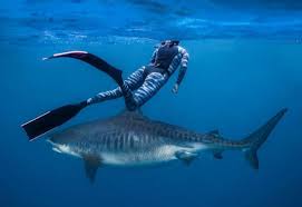 The tiger shark is a shark in hungry shark world. Say Hello To Kamakai The World S Biggest Tiger Shark Gma