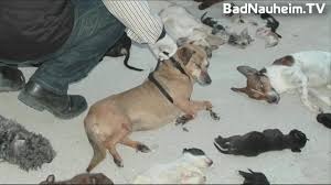 Rumänien präsentiert sich zur zeit in der frage der straßenhunde und wie man das problem unter kontrolle bekommt, als zutiefst. Spanien Tiere In Not Interview Mit Stefan Track Rocking Son Youtube