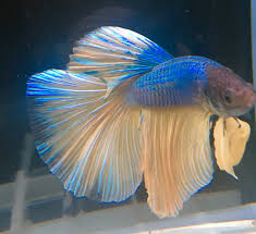 Betta Dragon Siamese Fighting Live Tropical Fish Ltd Delivery Areas No Couriers Ebay Betta Fish Pet Tropical Fish