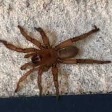 Spiders In Arkansas Species Pictures