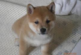 Similar breeds to shiba inu. Shiba Inu Caratteristiche Razza Caratteristiche Cane