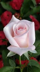 A Rose For The New Year And Always Love Love Flowers Hybrid Tea Roses Tea Roses