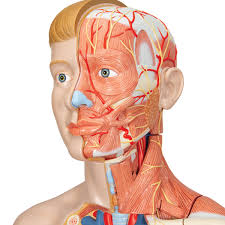 The axial region makes up the main axis of the human body and includes the head, neck, chest, and. Human Torso Model Life Size Torso Model Anatomical Teaching Torso Deluxe Dual Sex Torso With Muscled Arm Muscular Anatomical Torso 33 Part Torso Model