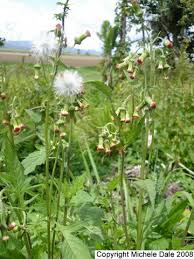 Image result for Crassocephalum crepidioides