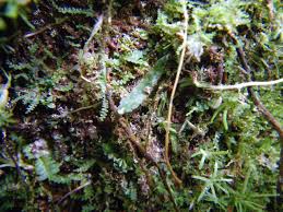 Image result for Didymoglossum