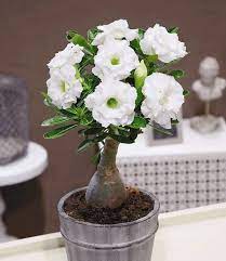 34 Poisonous Houseplants For Dogs And Cats Desert Rose Plant Rose Seeds Adenium