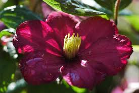 We did not find results for: Clematis Ville De Lyon Clematis Ville De Lyon Online Kaufen