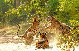 Handyhüllen mit einzigartigen bengalischer tiger designs. Madhya Pradesh Indien Aussergewohnliche Erlebnisse