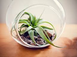 Take wire that's flexible but sturdy and custom design your own planter. 15 Best Air Plants How To Grow And Take Care Of Them