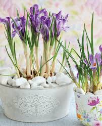 We did not find results for: Planting Bulbs For Year Round Flowers Is Simple With A Little Planning