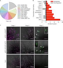 Kir1 And Ore1 Are Upregulated In Senescent Papilla Cells A