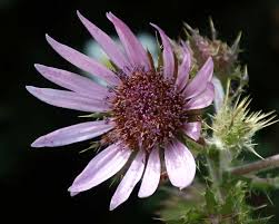 Image result for Berkheya speciosa