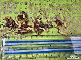 Image result for Ornithoglossum viride