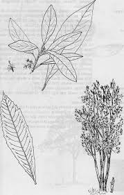 Image result for Brachylaena huillensis