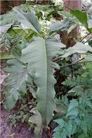 Philodendron Longilobatum Lelano Miyano Nse Tropicals In 2020 Philodendron Plant Leaves Plants