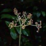 Image result for Scepocarpus