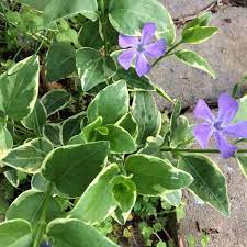 The creeping charlie plant is most easily identified by its growth habit. Best Beautiful Variegated Flowering Ground Cover For Sale In Spring Hill Tennessee For 2021