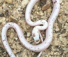 Black And White Corn Snake For Sale 2017 Male Palmetto Ph Amel Anery 2016 Female Het Palmetto Corn Snake Corn Snake Corn Snakes For Sale Snake