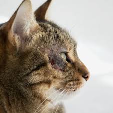 Image result for Feline Miliary Dermatitis
