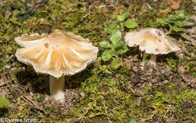 Image result for Inocybe sp.
