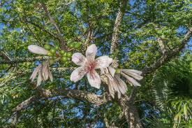 Image result for Ceiba