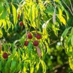 The texture is simultaneously smooth, dry, creamy, and flaky. Canistel Tree Care Learn How To Grow Eggfruit Trees In The Landscape