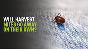 Image result for Trombicula autumnalis bites