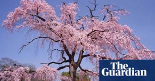 It uplifts the spirits of people during the winter and carries the refreshing scents of pine cones and spruce. Gardens Pick Of The Cherries Gardens The Guardian