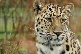 15 Most Endangered Species On Earth That Are Nearly Extinct Conserve Energy Future Endangered Species Amur Leopard Species