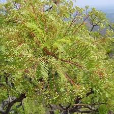 Image result for Kirkia