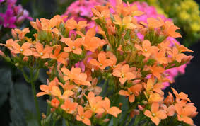Kalanchoe How To Support Its Blooming In 2020 Fertilizer For Plants Wilted Flowers Mother Plant