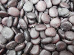 Image result for Tessmannia