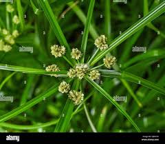 Image result for Cyperaceae