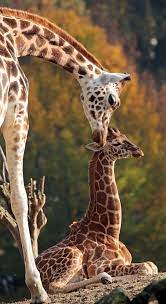Giraffe Emmen Jn6a5907 Giraffe Pictures Animals Beautiful Zoo Animals