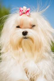 A Cute Female Maltese Dog Maltese Maltese Puppy Cute