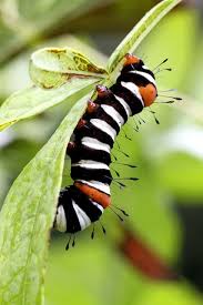 Black And White Striped Caterpillar With Orange Head Untitled Bugs And Insects Beautiful Bugs Cool Insects