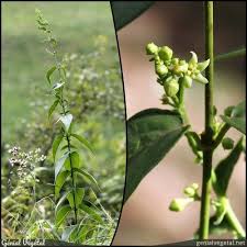 Image result for Vincetoxicum stenolobum