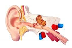 Struktur telinga manusia terdiri atas telinga luar tersusun atas auricula (daun telinga) dan saluran telinga luar ( analisis auditoris eksternal) yang panjangnya 1,5 dan 2 cm. Bagian Bagian Telinga Pengertian Fungsi Beserta Gambar